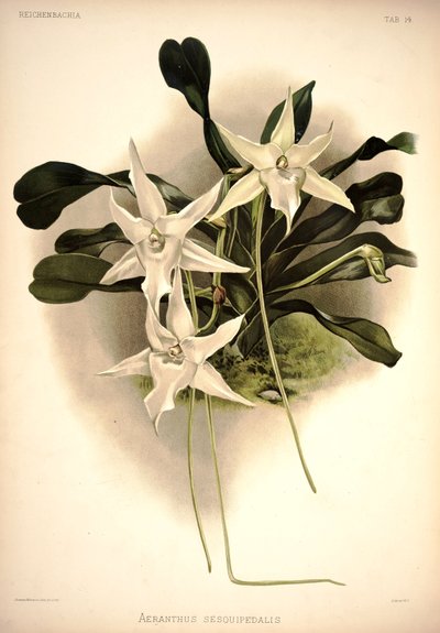 Angraecum sesquipedale da London H. Sotheran and Co.